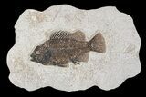 Cockerellites (Priscacara) Fossil Fish - Hanger Installed #88778-1